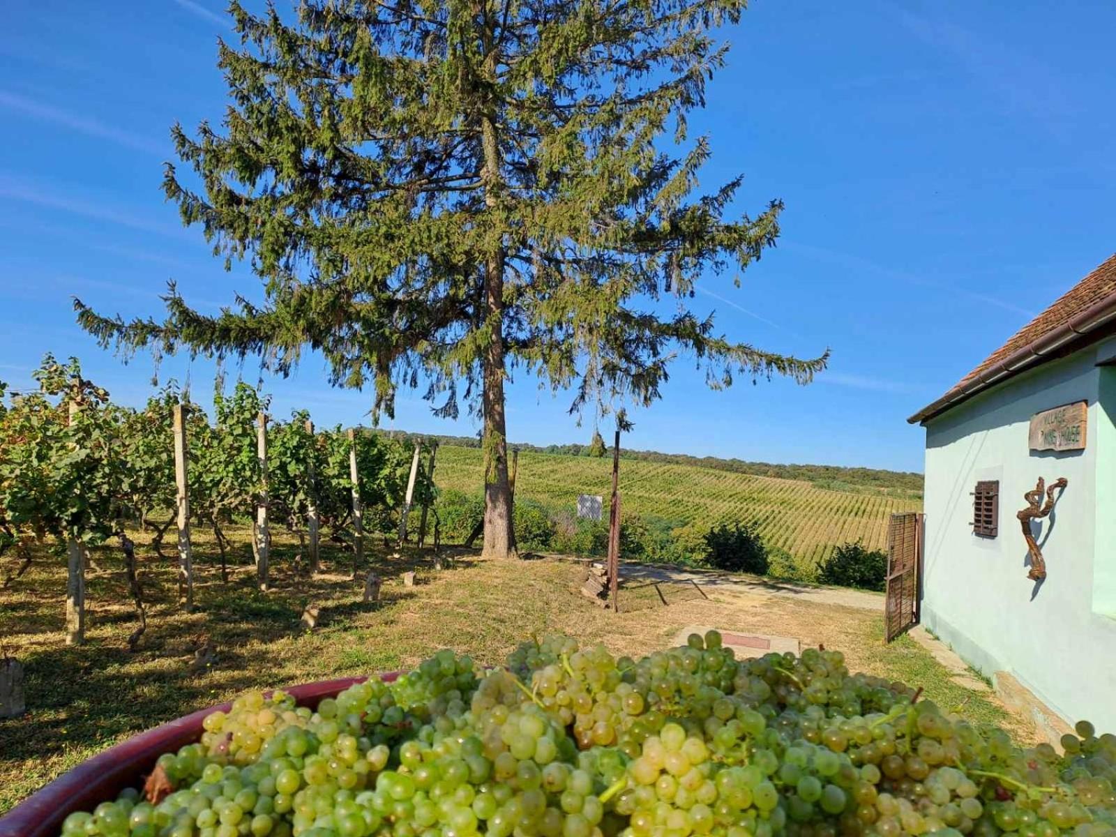 Village Wine House Mandicevac Exterior photo
